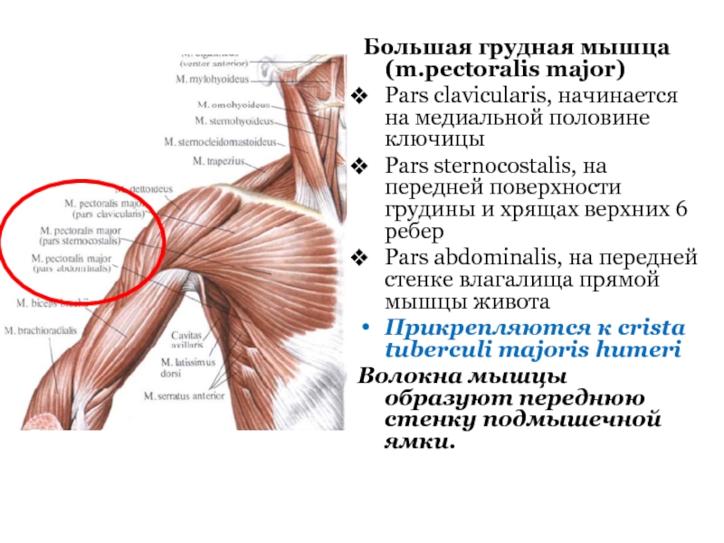 Большая грудная мышца (m.pectoralis major) Pars clavicularis