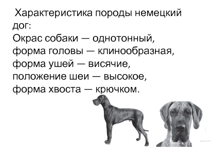 Тест про собак