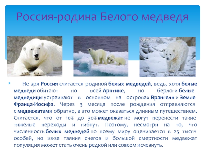       Не зря Россия считается родиной белых медведей, ведь, хотя белые медведи обитают по всей Арктике, но берлоги белые