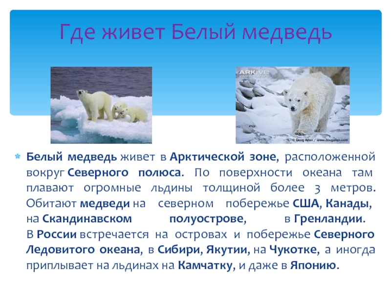 Белый медведь живет в Арктической зоне, расположенной вокруг Северного полюса. По поверхности океана там плавают