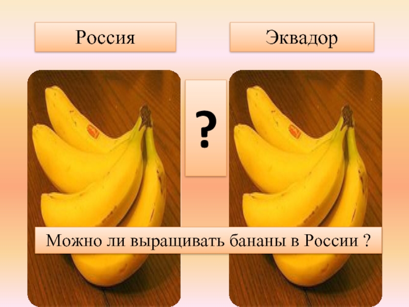 РоссияЭквадор?Можно ли выращивать бананы в России ?