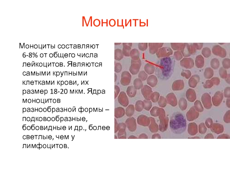 Повышение моноцитов