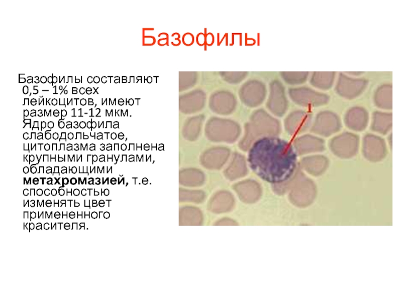 Клетка с базофильной цитоплазмой. Базофилы слабодольчатое ядро. Форма ядра базофилов. Ядро базофилов форма ядра. Форма ядра лейкоцитов базофилы.