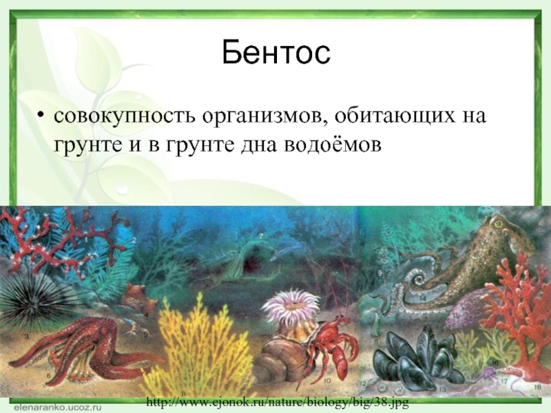 Бентос совокупность организмов, обитающих на грунте и в грунте дна водоёмовhttp://www.ejonok.ru/nature/biology/big/38.jpg