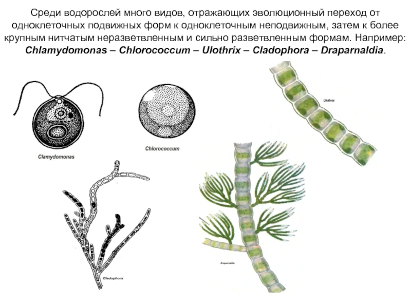 Среди водорослей много видов, отражающих эволюционный переход от одноклеточных подвижных форм к