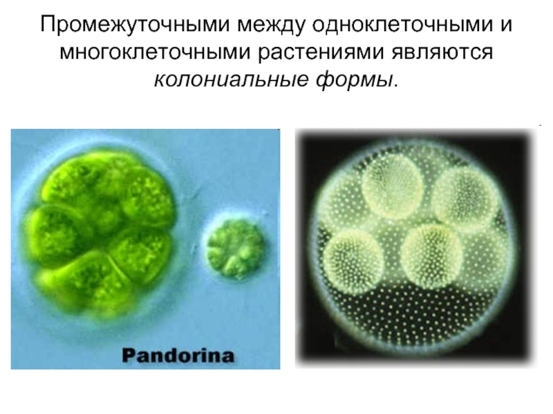 Промежуточными между одноклеточными и многоклеточными растениями являются колониальные формы.