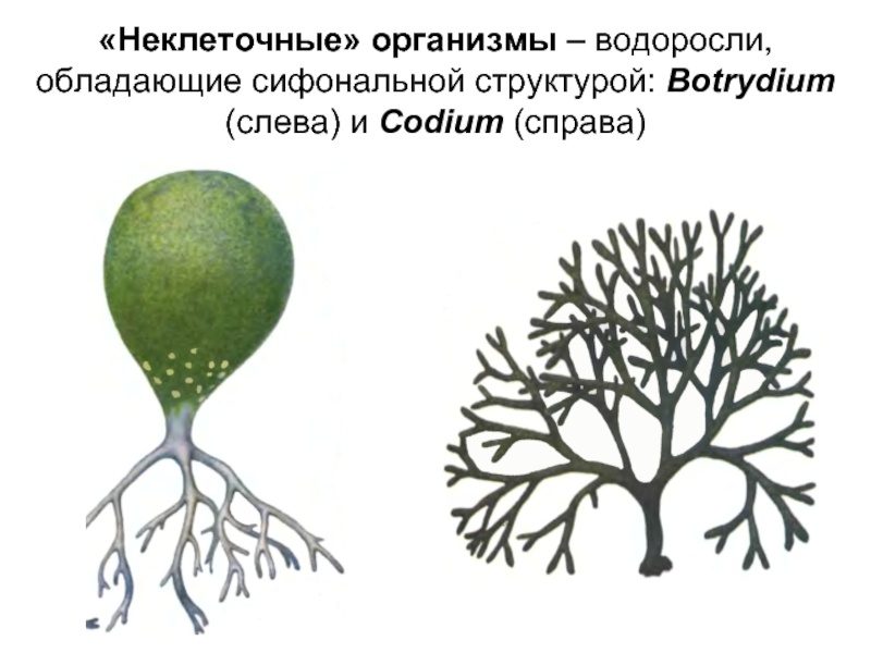 «Неклеточные» организмы – водоросли, обладающие сифональной структурой: Botrydium (слева) и Codium (справа)