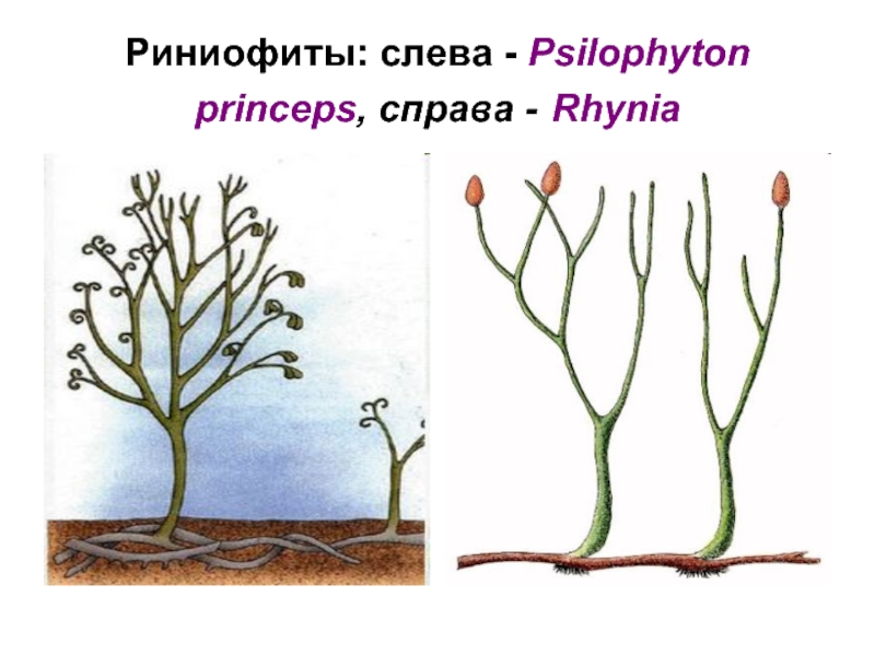 Риниофиты: слева - Psilophyton princeps, справа - Rhynia