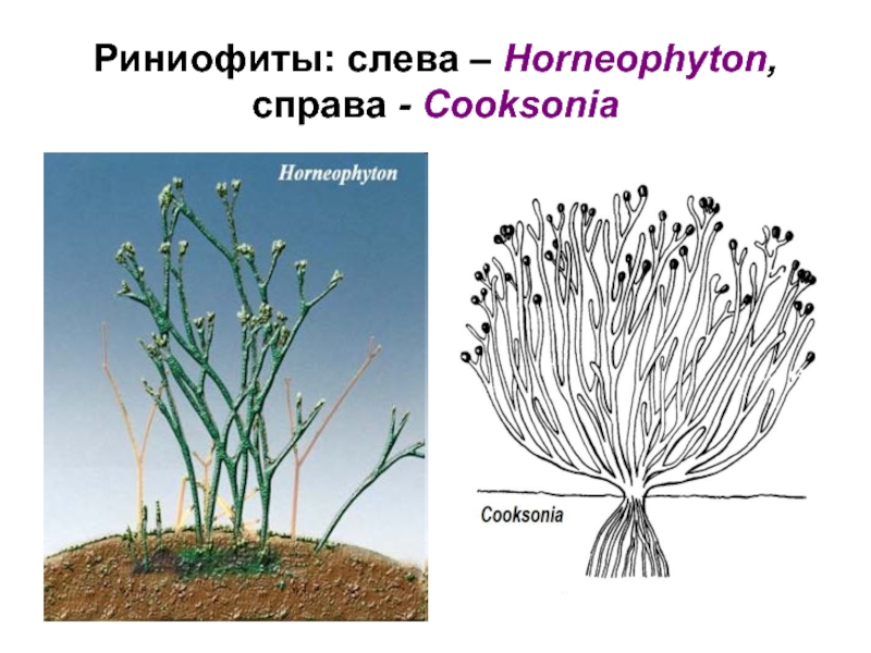 Риниофиты: слева – Horneophyton, справа - Cooksonia