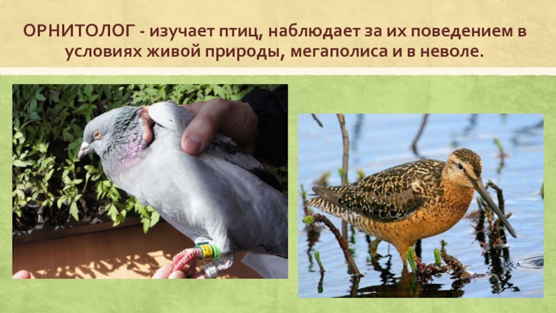 ОРНИТОЛОГ - изучает птиц, наблюдает за их поведением в условиях живой природы,