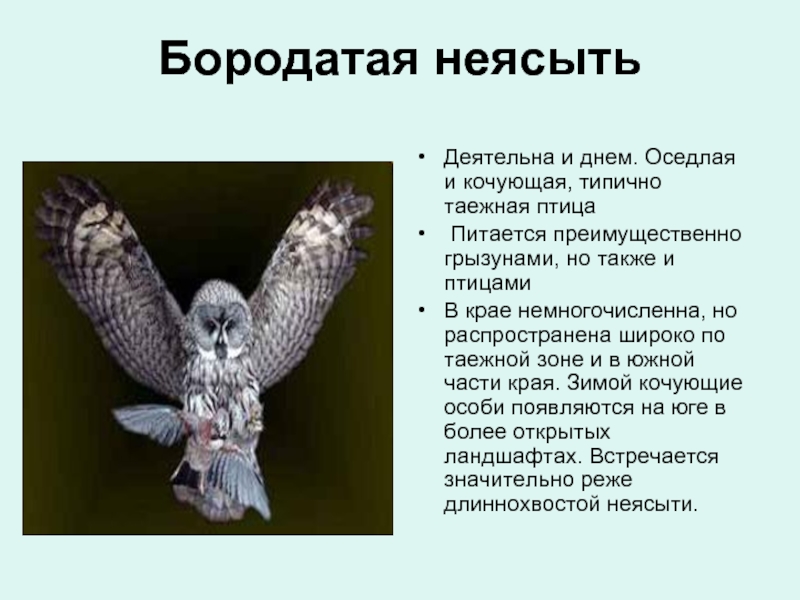 Рассмотрите изображение серой неясыти выберите характеристики соответствующие внешнему строению