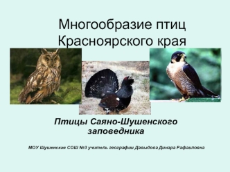 Многообразие птиц Красноярского края