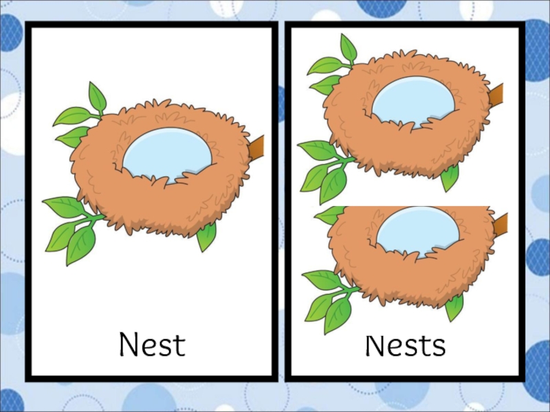 NestsNest