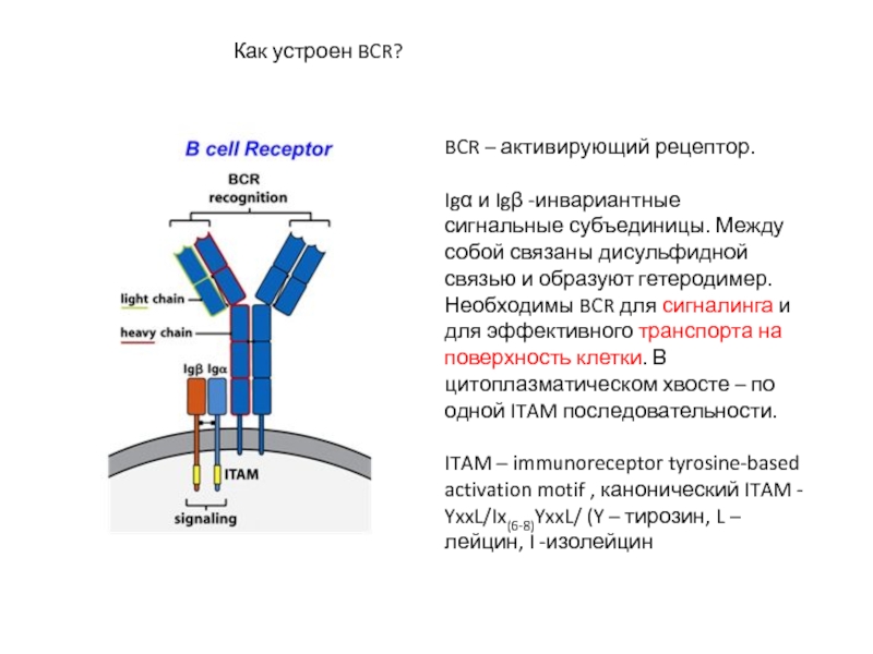 BCR – активирующий рецептор.Igα и Igβ -инвариантные сигнальные субъединицы. Между собой
