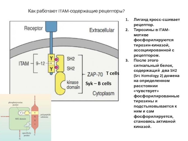 Как работают ITAM-содержащие рецепторы?Лиганд кросс-сшивает рецептор.Тирозины в ITAM-мотиве фосфорилируются тирозин-киназой, ассоциированной