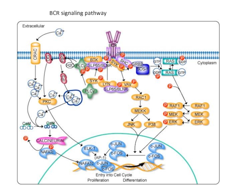 BCR signaling pathway