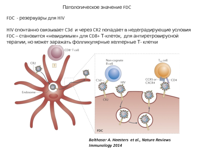 FDC - резервуары для HIVHIV спонтанно связывает C3d и через CR2