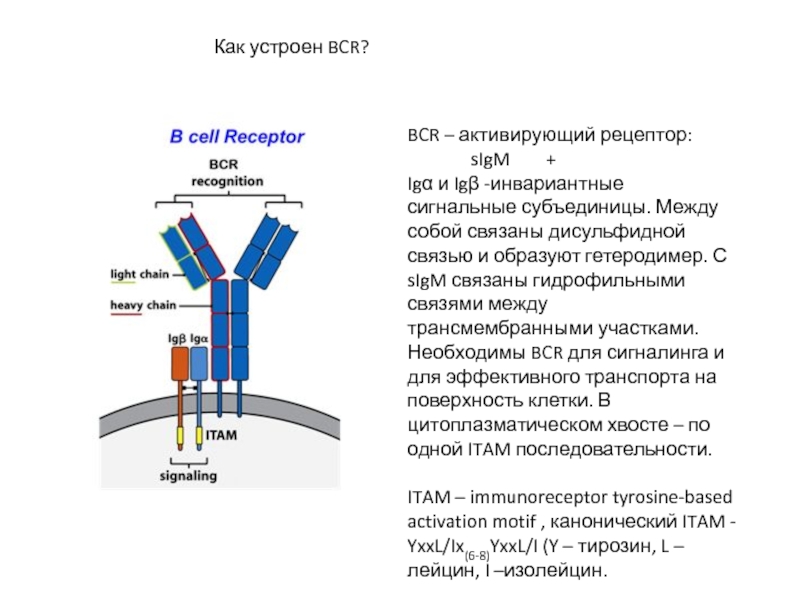BCR – активирующий рецептор:
