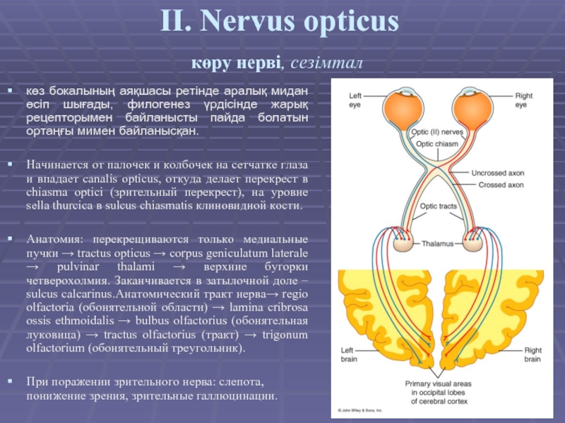  II. Nervus opticus көру нерві, сезімтал  көз бокалының аяқшасы ретінде аралық