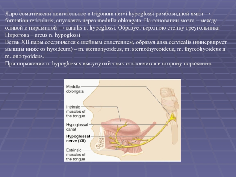 Ядро соматически двигательное в trigonum nervi hypoglossi ромбовидной ямки → formation reticularis,