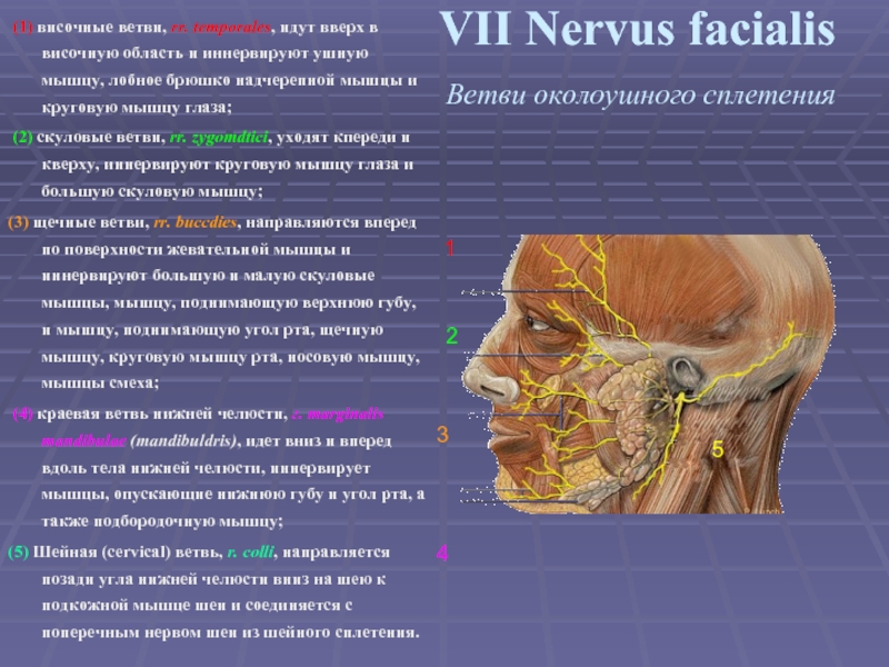 VII Nervus facialis  Ветви околоушного сплетения   (1) височные ветви, rr. temporales,