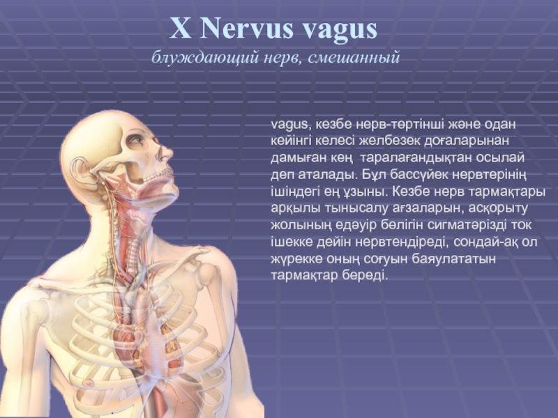 X Nervus vagus  блуждающий нерв, смешанный vagus, кезбе нерв-төртінші және одан