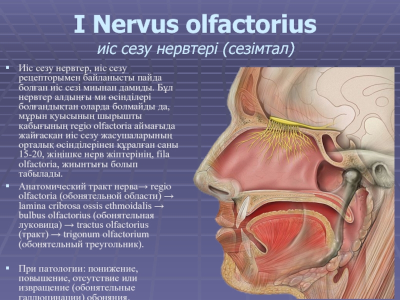 I Nervus olfactorius  иіс сезу нервтері (сезімтал) Иіс сезу нервтер, иіс