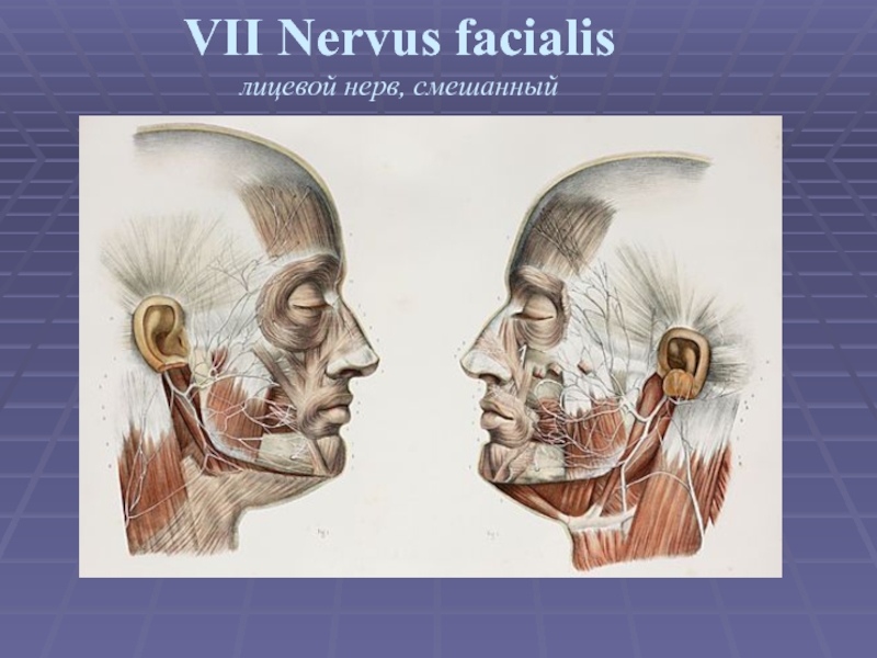 VII Nervus facialis лицевой нерв, смешанный