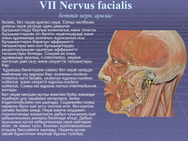 facialis, бет нерві-аралас нерв. Екінші желбезек доғасы нерв ретінде одан дамыған бұлшықеттерді