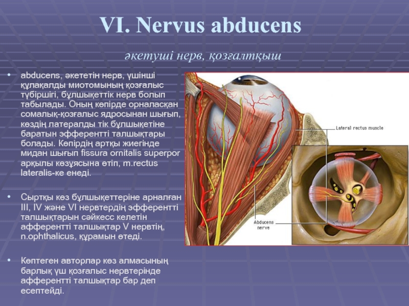VI. Nervus abducens  әкетуші нерв, қозғалтқыш  abducens, әкететін нерв, үшінші