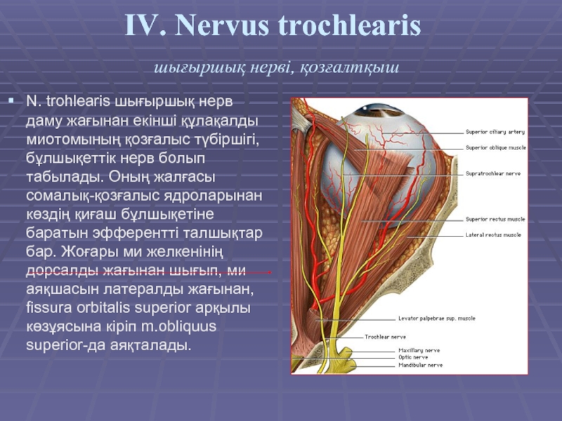 IV. Nervus trochlearis  шығыршық нерві, қозғалтқыш N. trohlearis шығыршық нерв даму