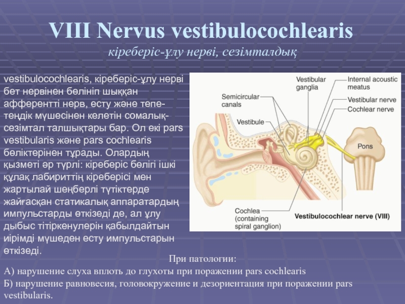 VIII Nervus vestibulocochlearis  кіреберіс-ұлу нерві, сезімталдық vestibulocochlearis, кіреберіс-ұлу нерві бет нервінен