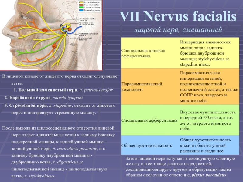 VII Nervus facialis лицевой нерв, смешанный  В лицевом канале от лицевого