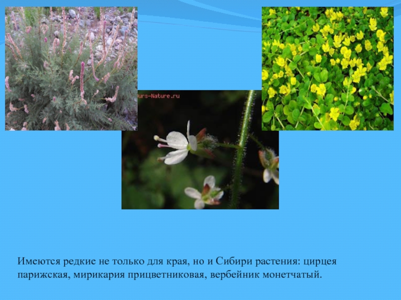 Имеются редкие не только для края, но и Сибири растения: цирцея