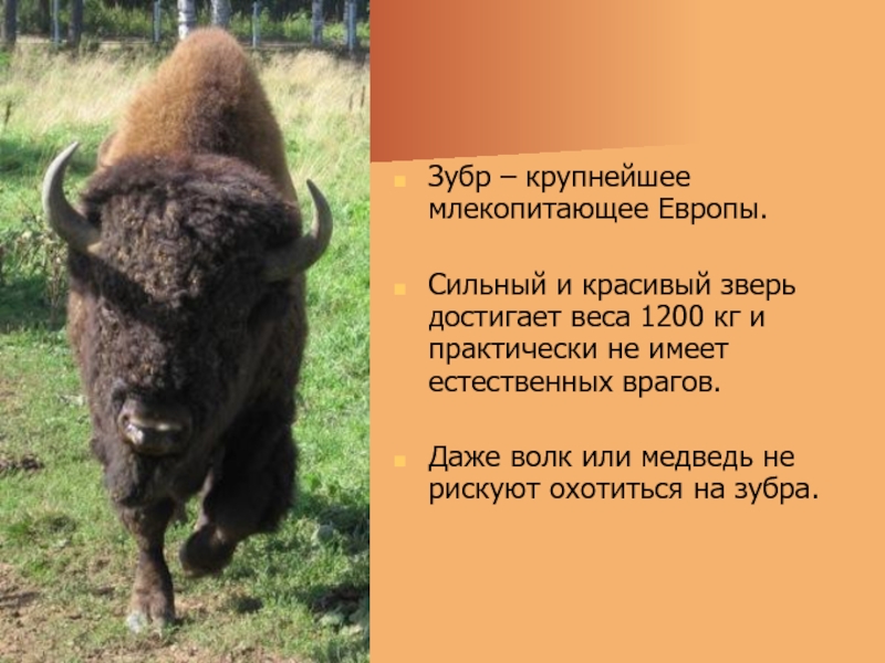 Зубр – крупнейшее млекопитающее Европы. Сильный и красивый зверь достигает веса