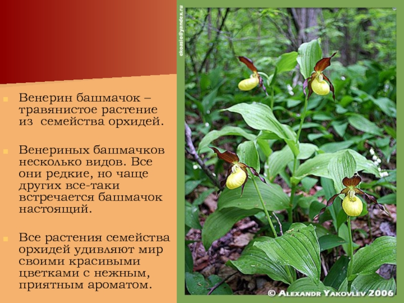 Венерин башмачок – травянистое растение из семейства орхидей.Венериных башмачков несколько видов.