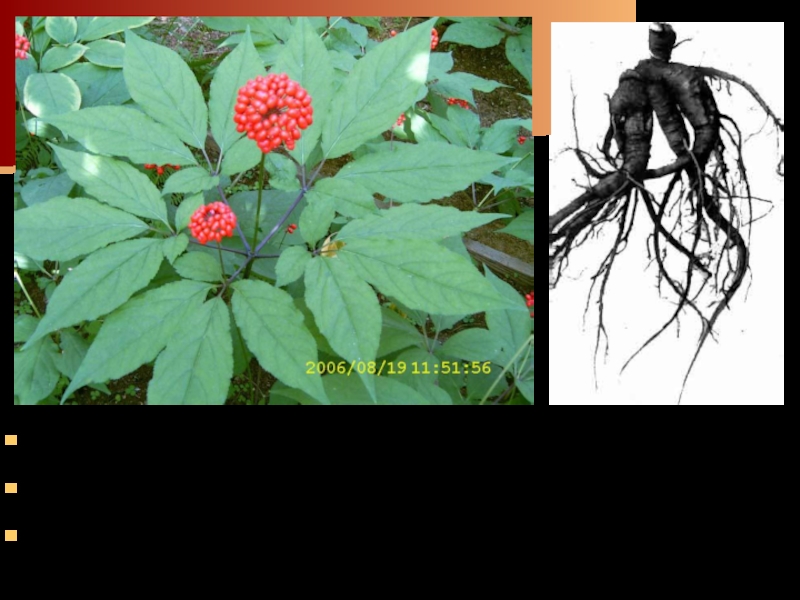 Женьшень является одним из наиболее известных лекарственных растений восточной медицины. Часто