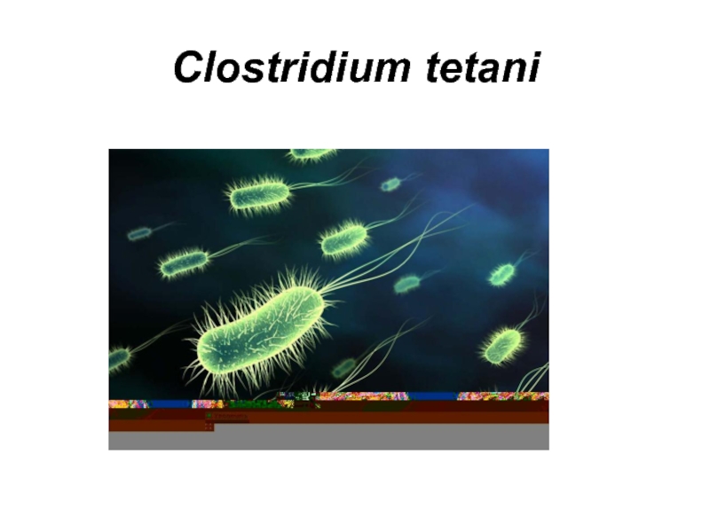 Clostridium tetani 
