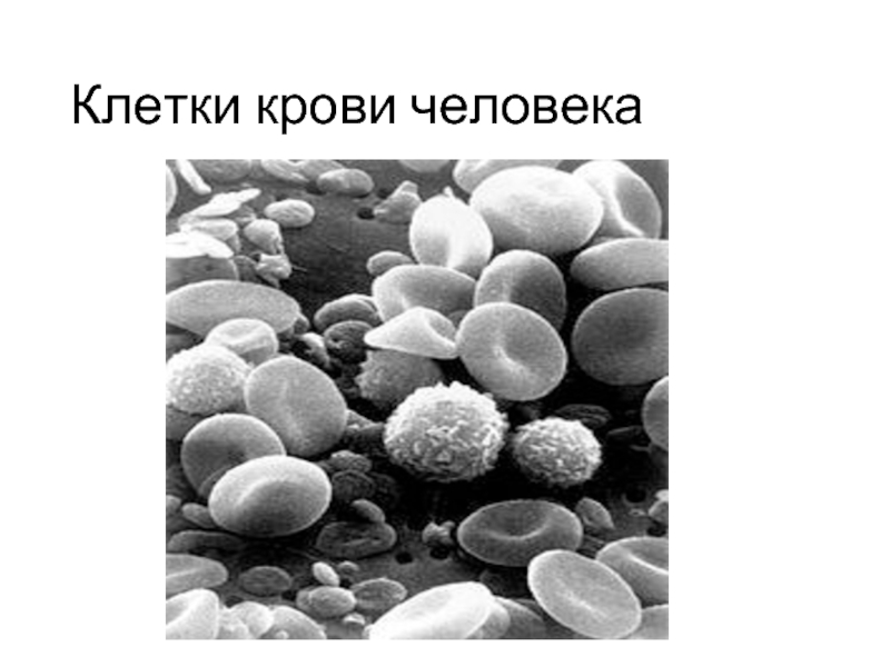 Клетки крови человека