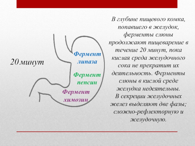 Действия желудка. Пищеварение в желудке ферменты. Фазы пищеварения в желудке. Ферменты желудочного сока. Ферменты слюны и желудочного сока.