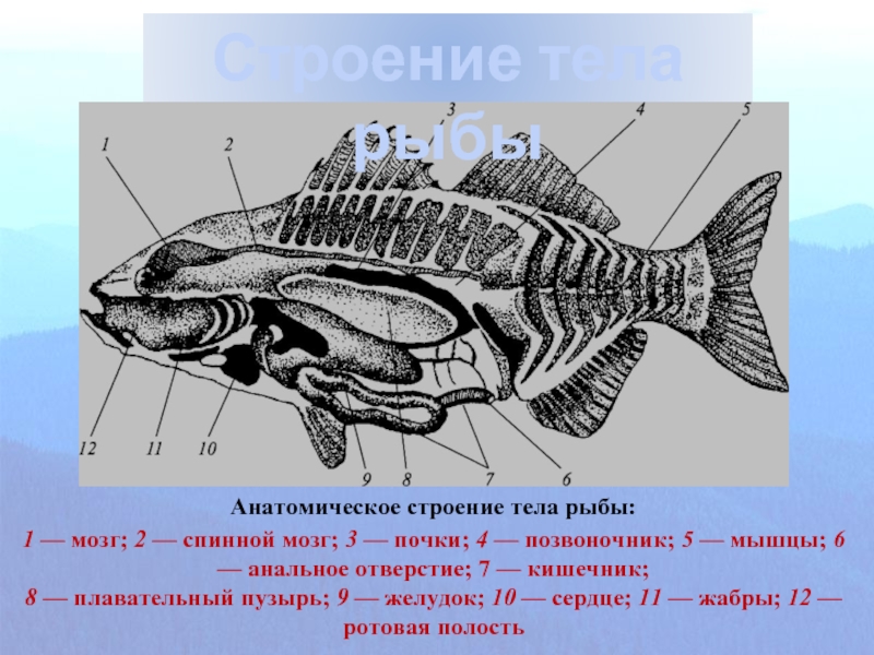 Какое тело у рыб