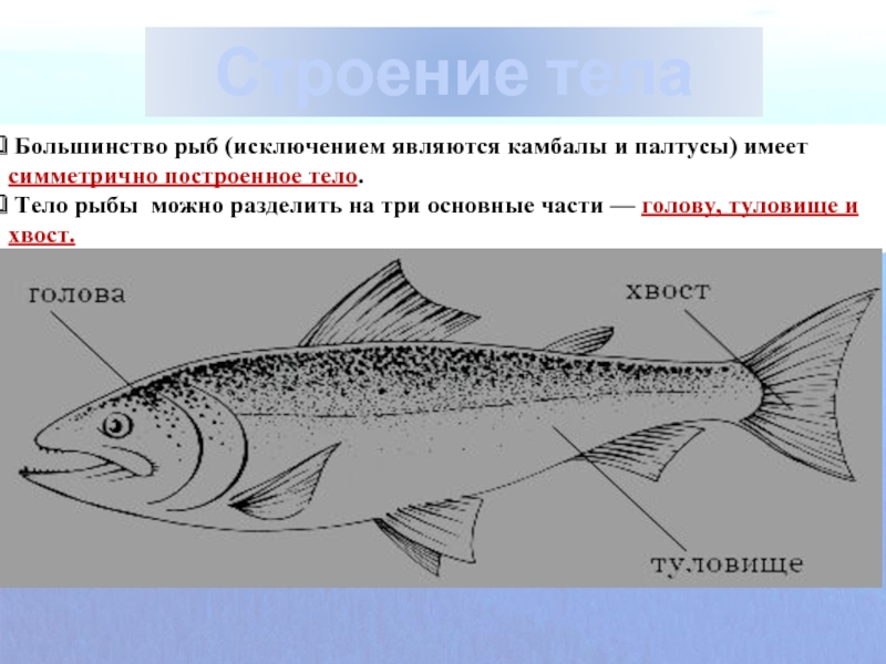 Большинство рыб являются