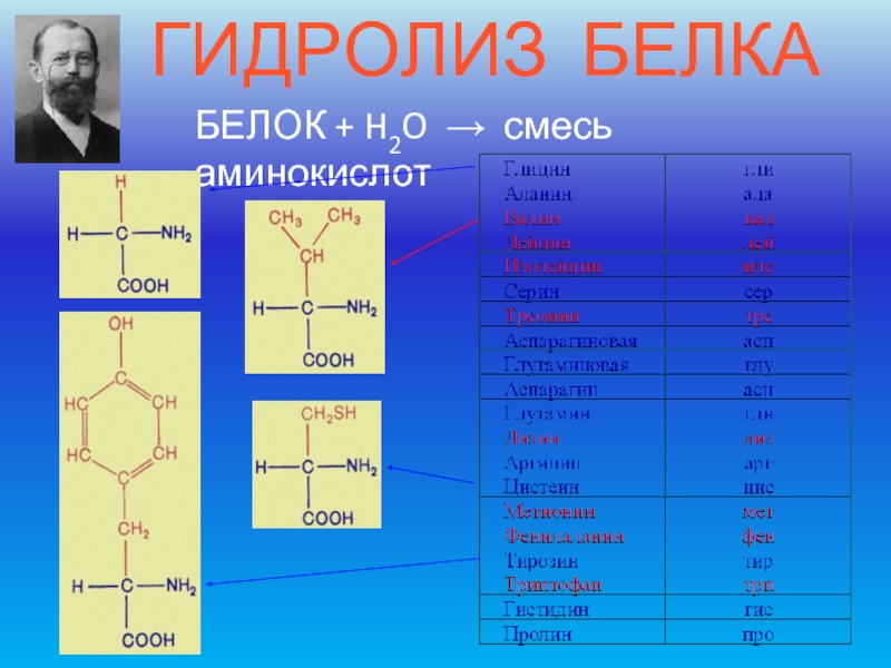БЕЛОК + H2O → смесь аминокислотГИДРОЛИЗ БЕЛКА