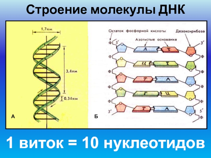 Строение молекулы ДНКАБ1 виток = 10 нуклеотидов