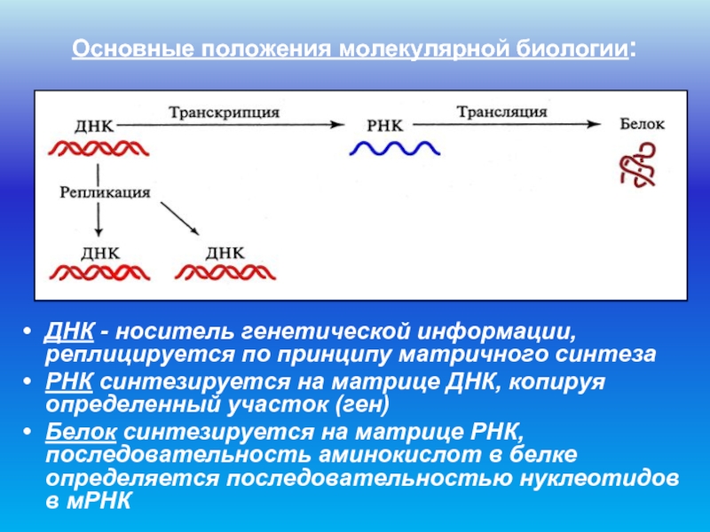 Основные положения молекулярной биологии:ДНК - носитель генетической информации, реплицируется по принципу