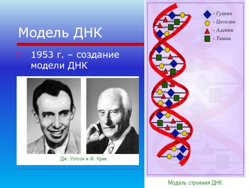 Модель ДНК1953 г. – создание модели ДНК