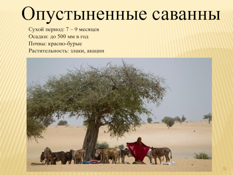 Опустыненные саванны Сухой период: 7 – 9 месяцев Осадки: до 500 мм