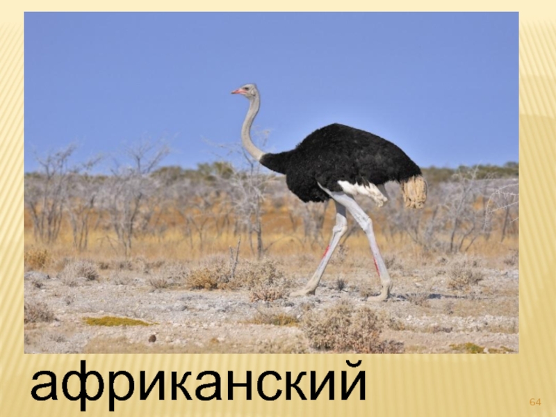 африканский страус