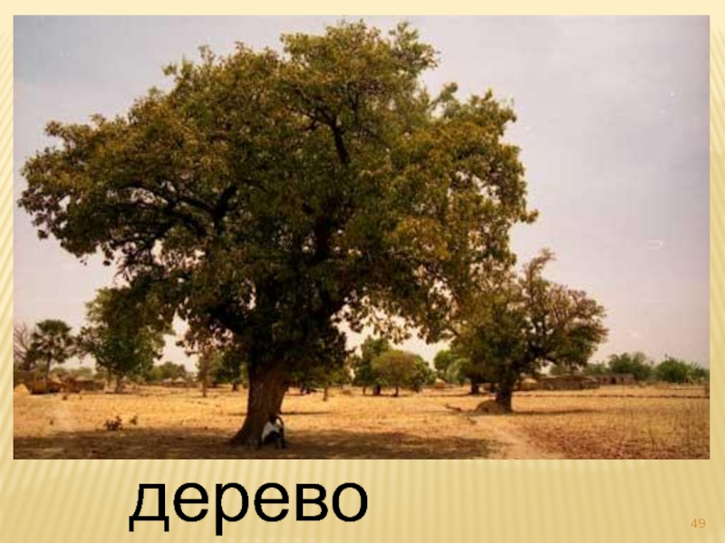 дерево карите