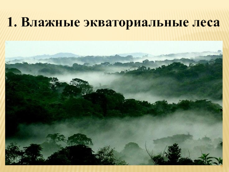 1. Влажные экваториальные леса